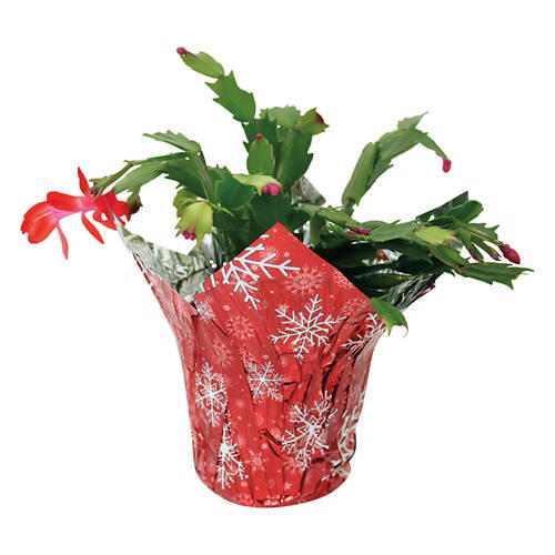 5" Christmas Cactus - Assorted Colors