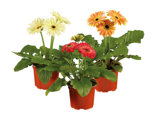 Gerberas