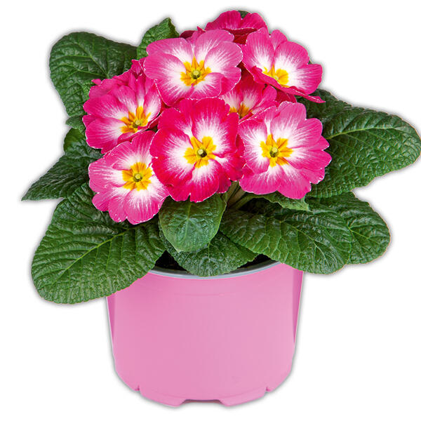 Primel in Sonderfarben