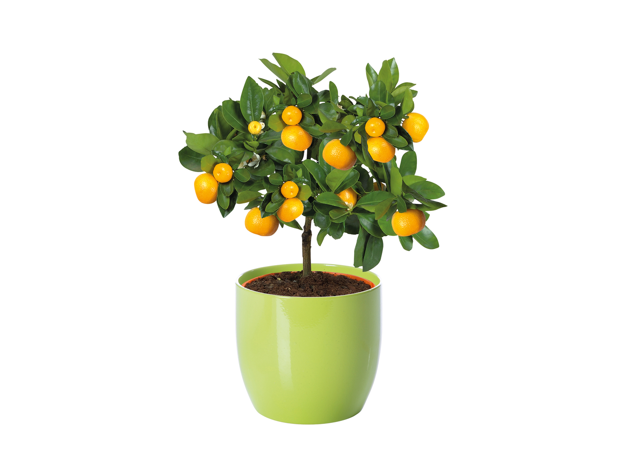 Small Citrus Plant1