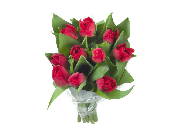 Tulipaner