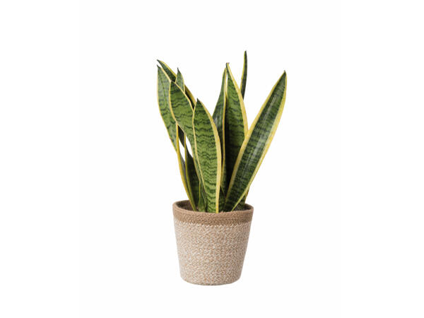 Plants in Jute Pot