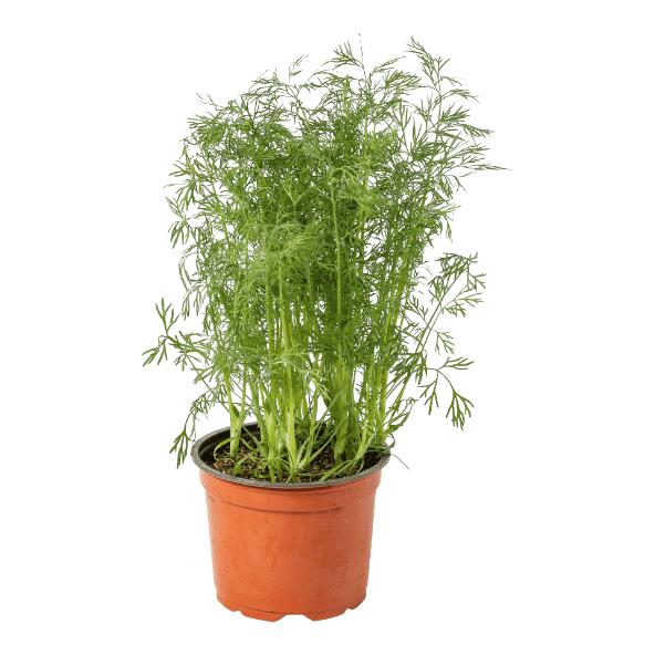 Plante aromatique bio