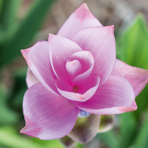 Curcuma