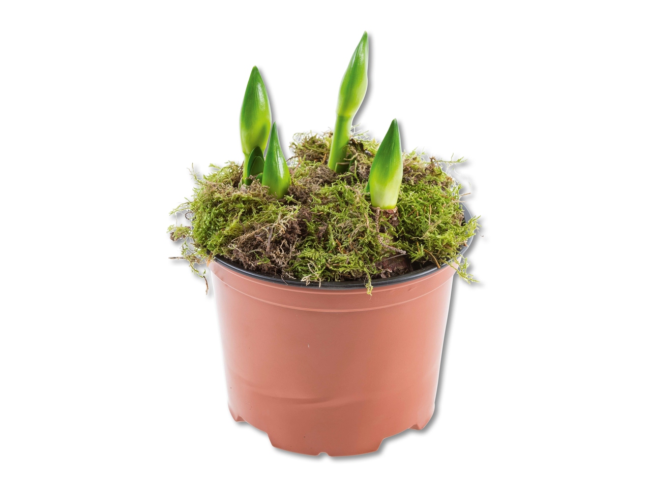 Amaryllis colibri