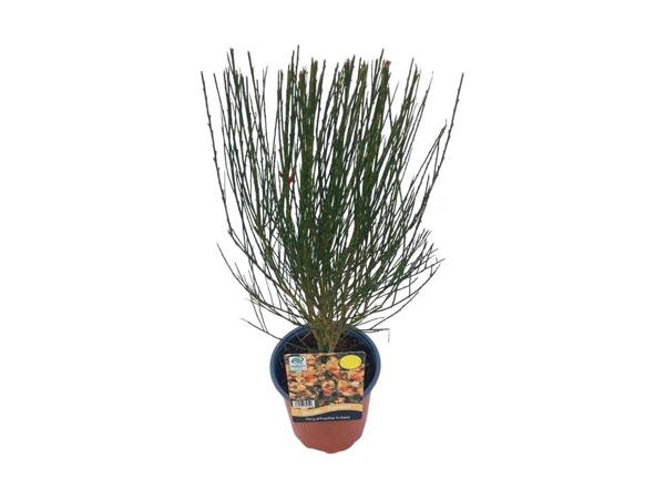 Cytisus Praecox Mix/​Broom