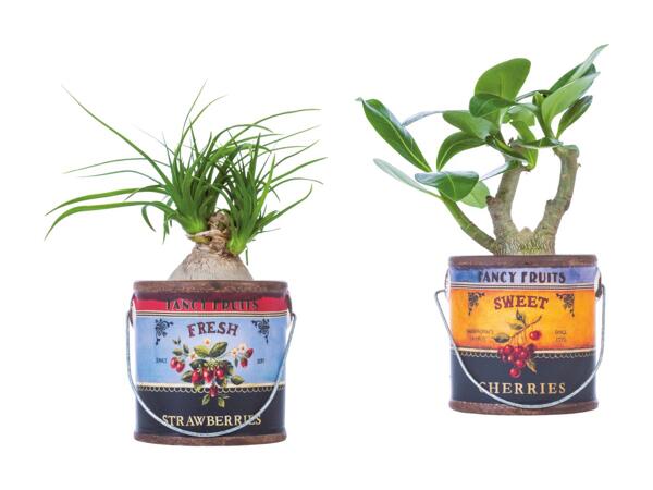 Grøn plante i spand