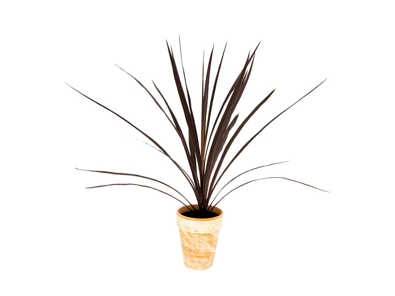 Cordyline in Terracotta 1