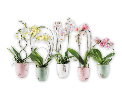 Orchidée exclusive