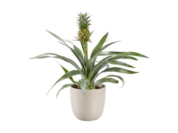 Anti-snorkeplante