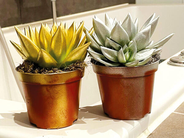 Echeveria