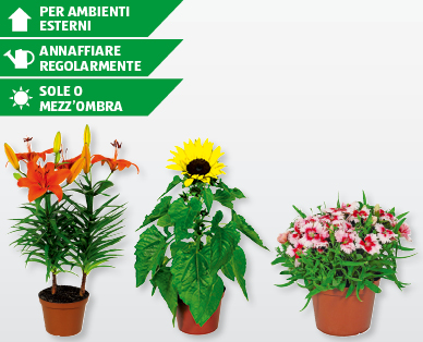 Fiori estivi