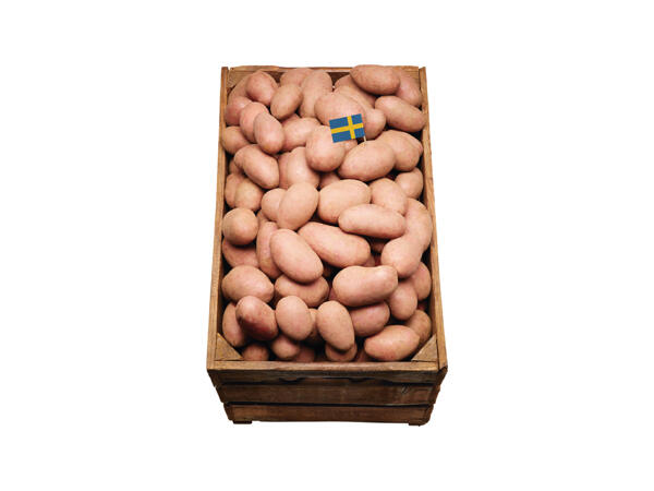 Potatis