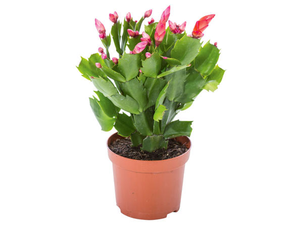 Schlumbergera