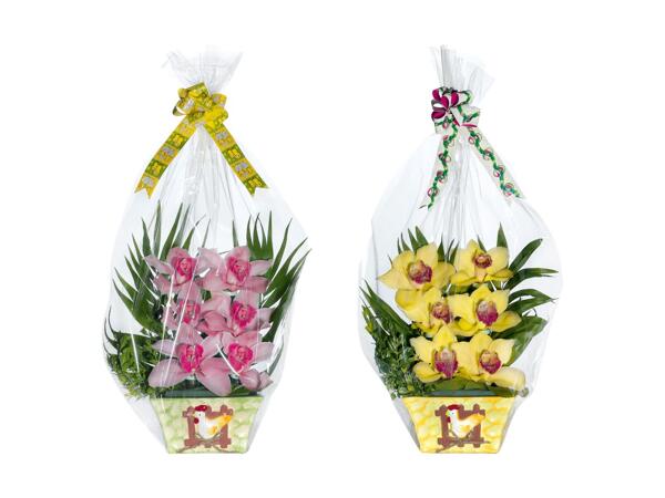 Orchidées de Pâques 6 fleurs