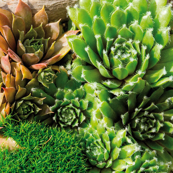Sempervivum "Hauswurz"