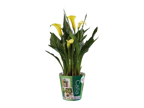 Calla Lilies