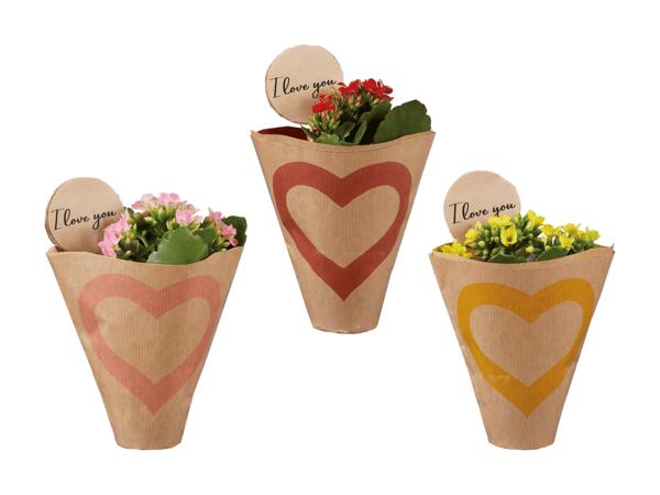 Kalanchoé Mini "I love you" dans un sac en papier