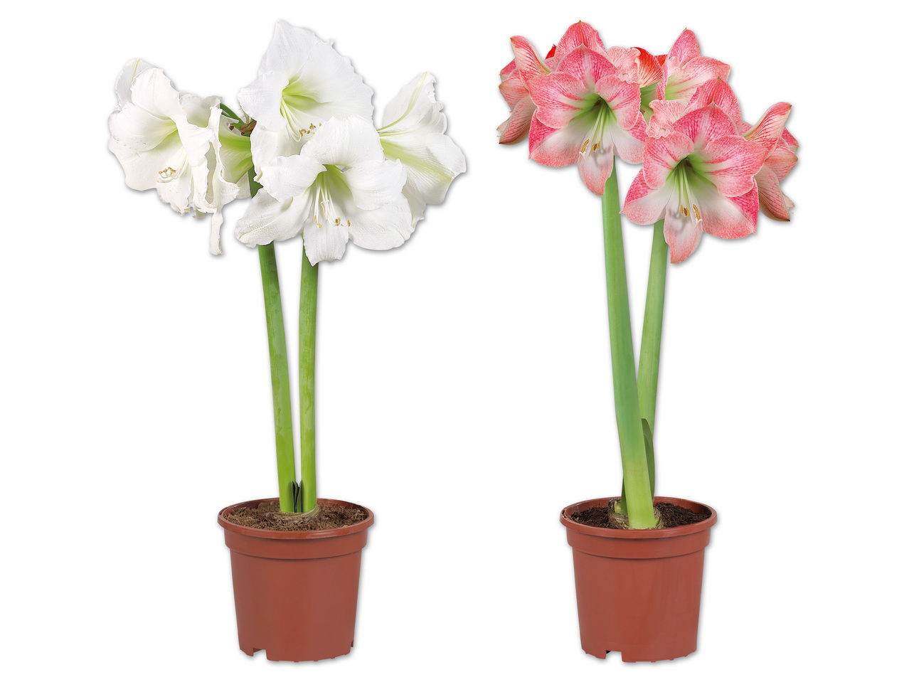 Amaryllis 2-Stieler