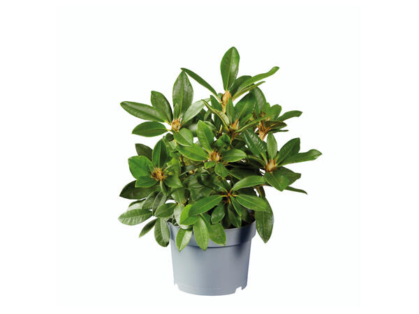 Giant Rhododendron