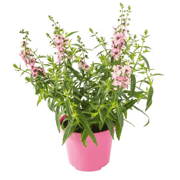Zomerplant
