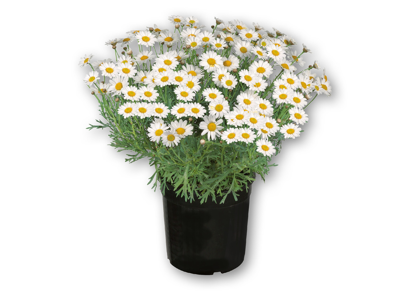 Margueritbusk