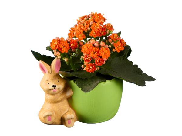 Easter Bunny with Kalanchoe