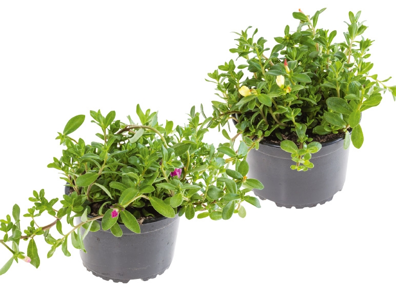 Portulaca Carneval
