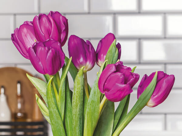Tulipaner