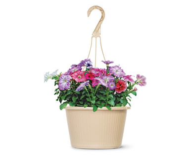 10" Hanging Basket