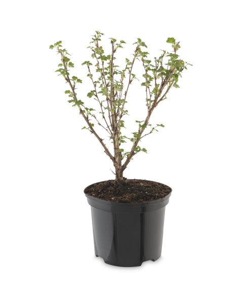 Irish Grown Soft Fruit Bushes