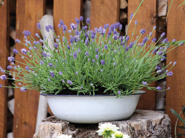 Lavendel
