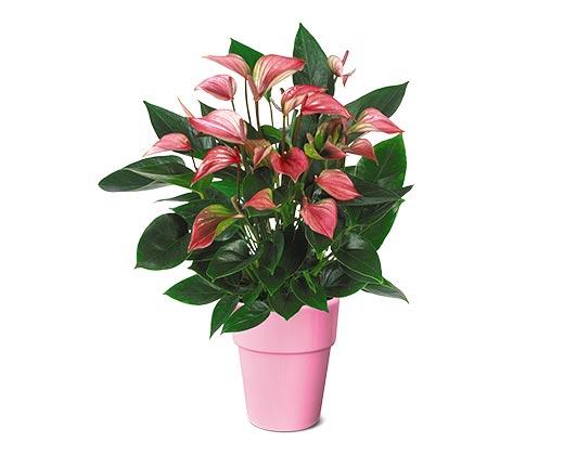 5" Anthurium