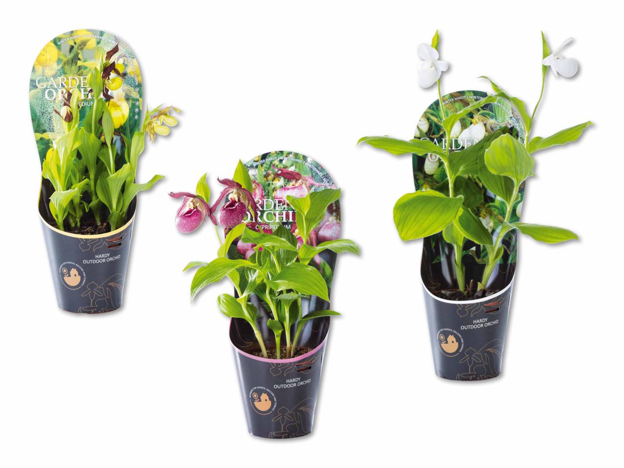 Orchidées de jardin