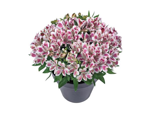 XL Alstromeria