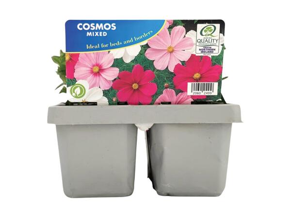 Jumbo Perennials 6 Pack