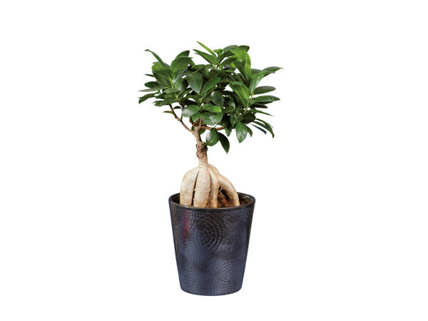 Bonsai Ficus Ginseng