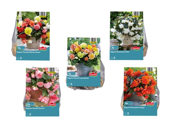 Bulbes de fleurs "Bégonias"