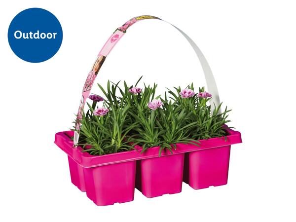 Dianthus Pink Kisses