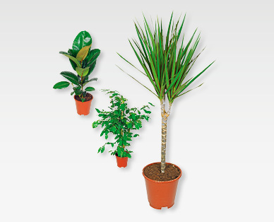 Assortiment de plantes vertes
