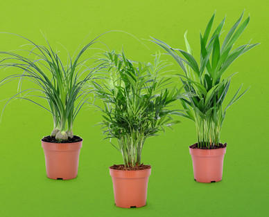Palme