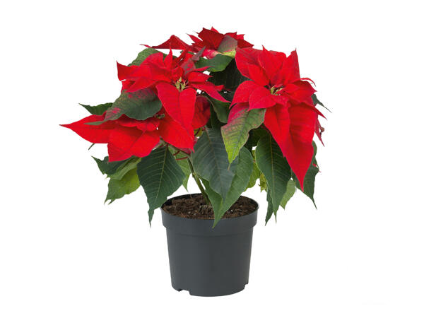 Poinsettia