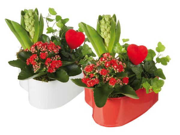 Plants in a Heart-Shaped Pot