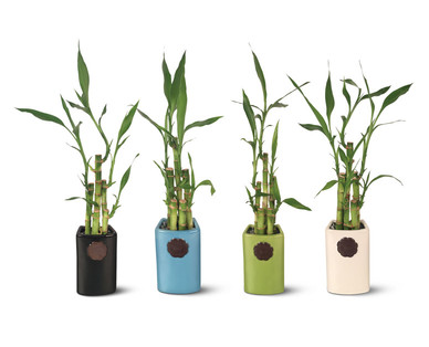 4" Lucky Bamboo