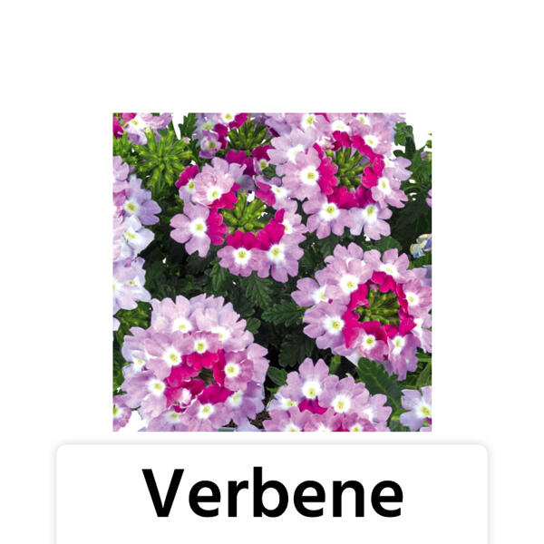 Verbene / Calibrachoa / Kaisernelke