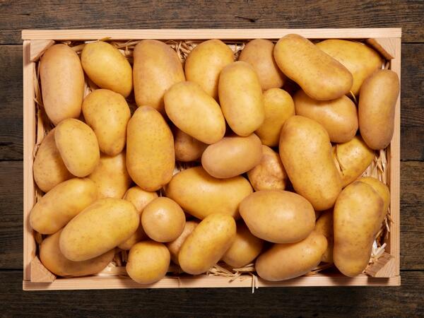 Kartoffeln festkochend