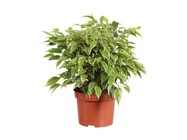 Grøn plante