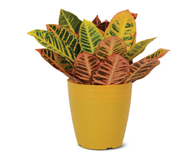 6" Tropical Plant
