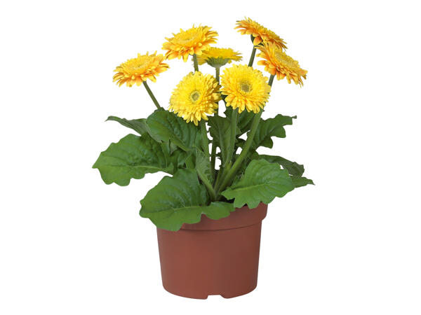 Potted Gerbera