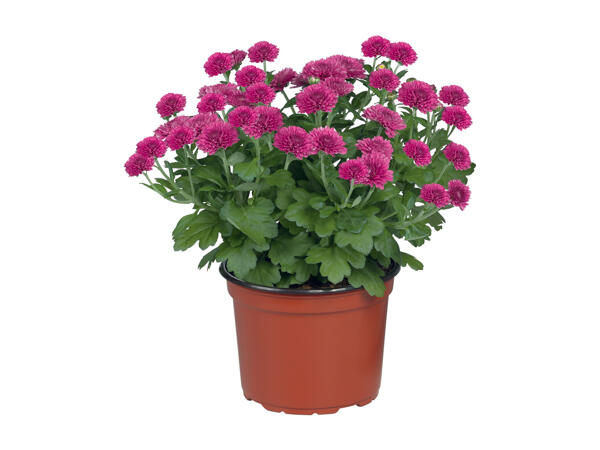Chrysanthemums Multiflora